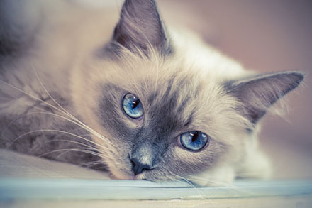 Beautiful white and grey cat with blue and white eyes lying down